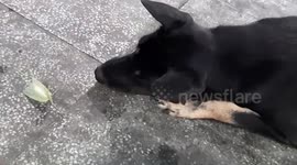 Tiny mantis puts up a good fight against this giant dog in southern Vietnam