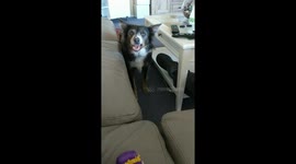 Dog 'silent barks' in hilarious attempt to gain her owner's attention