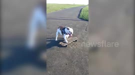 Talented bulldog prefers to ride around on his skateboard rather than walk on his paws