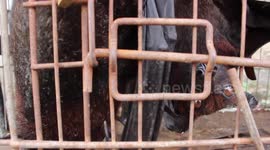 Veterinary professor at Indonesia's IPB University claims bats in the country can contract coronavirus