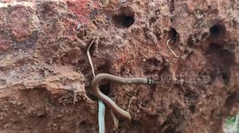 Rare snake with size 18 inches & blackheads rescued in Southern east India.