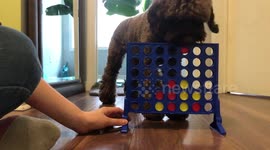'Nice move buddy!' Clever cockapoo plays Connect 4 with Canadian owner