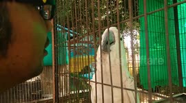 Speak with a rare parrot