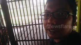 vlog with rare tigers