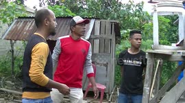 Farmers in Indonesia tend edible grubs to feed their poultry to be more sustainable