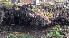It's alive! Fallen pine tree rises off the ground from wind storm in UK