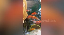 Golden retriever can't take her eyes off school of fish in garden pond
