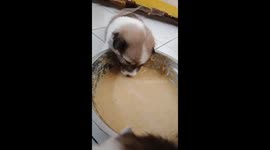 Moment cute puppy falls asleep in food bowl