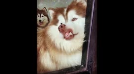 Siberian husky smiles at owner by pressing face against window in hilarious scene