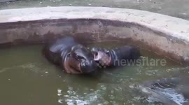 Cute baby hippo desperately tries to get mother's attention