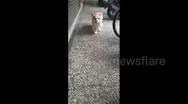 Woman in Taiwan puts mask on her corgi to protect her from deadly novel coronavirus