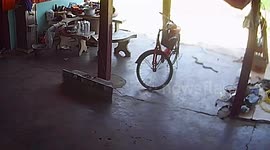 Heart-stopping moment Thai woman walks past rearing cobra in her driveway