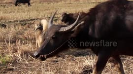 Two Siberian Huskies herd buffalo like they are sheepdogs