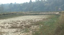Thai fish breeder loses livelihood after severe drought died out pool
