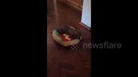 Fed-up sausage dog takes action upon finding cat in his bed