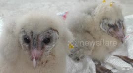Crowd of devotees are gathering to see this rare and unique two Garuda bird or Rare Unique in Southern east India