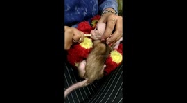 Baby monkey who lost her mother is cared for by NGO worker in central India