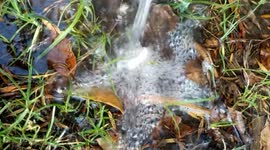 Spring tuning water