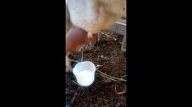 Milking cow at a ranch in the morning hours