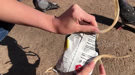 My long natural nails and birds