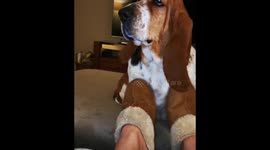 Basset hound attention seeker asking for strokes