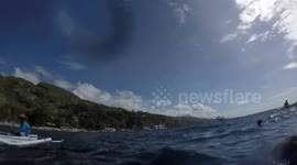 Swimming with Whale Sharks in Philippines