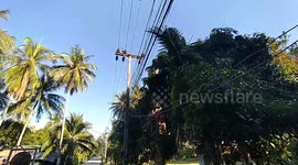Riding Motorcycle With Three Parrots And Dog