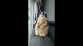 Cool Prairie dog enjoys the sun