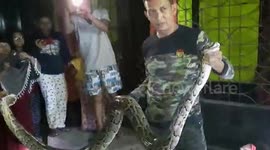 Residents discover 12-foot-python hiding in their home and call a snake-catcher