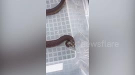 Female snake eats male that tried to mate with her in Australia