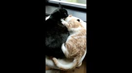 Ying yang cats
