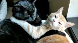 Intense hugging cats