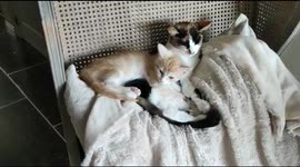 Our cat snuggling against our 3 legged cat