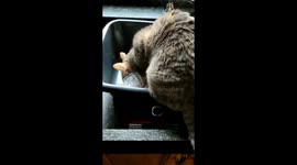 Plastic Loving cat