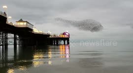 Mesmerising footage of starling murmuration over Brighton Pier