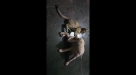 The most adorable video of a pet dog and cat is playing for the first time in southern East India.