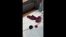How to trap a cat