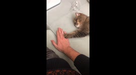 Tiny kitten wants love