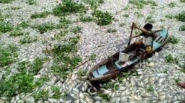 '70 tons' of dead fish float to the surface of polluted lake in Indonesia