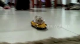 A rat hitchhiking in a small car