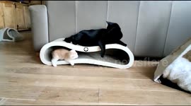 Lazy cat just want to sleep