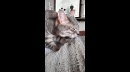 Cat snuggling