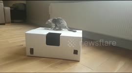 Kitten loves box playing