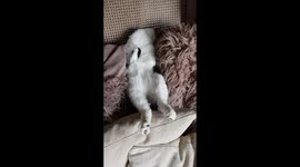 3 legged kitten sleeping funny