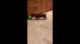 Adorable puppy chases ball