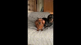 Adorable sausage dog jumps for attention