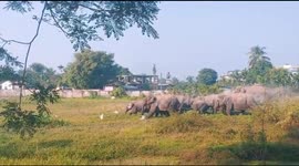 Race of Elephant Group