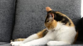cat licking on the couch