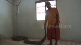 Buddhist monk has been raising python with 'miracle healing powers' for more than 30 years