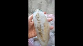 'Flashing squid' changes colour with the touch of a finger at Vietnam fish market